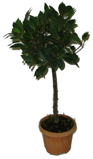 vavrin-laurus-nobilis-bobkovy-list-strom-na-kminku-velky
