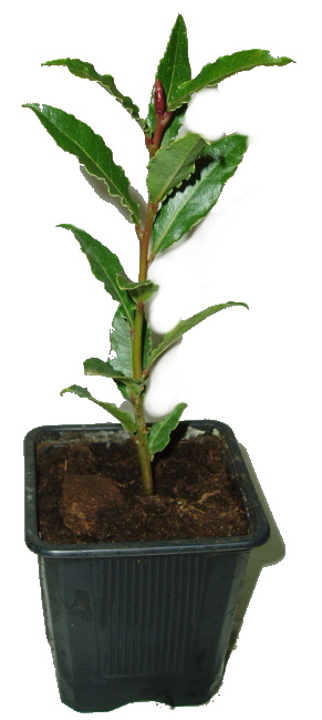 Vavřín - laurus nobilis - bobkový list