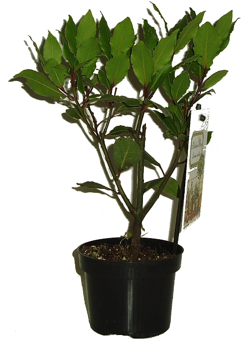 vavrin-laurus-nobilis-kerik-na-kminku