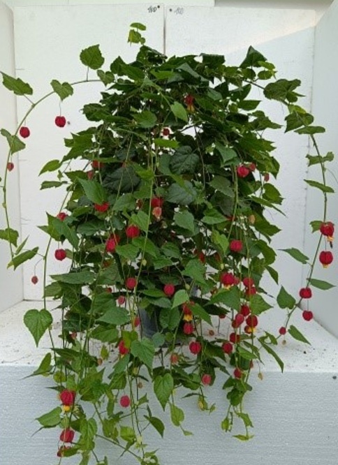 Venkovní keř - Abutilon - Mračňák - nezasíláme - pouze na prodejně