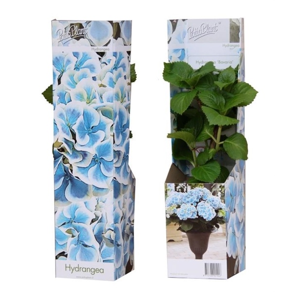 Venkovní keř - Hortensie - Hydrangea mac Bavaria Blue modrá