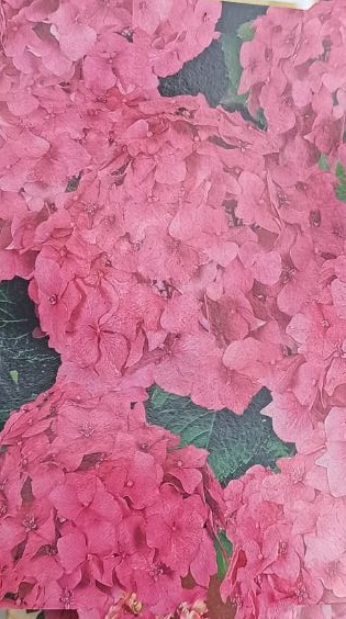 Venkovní keř - Hortensie - Hydrangea macrophylla růžová
