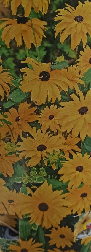 Venkovní keř - Rudbeckia fulgida goldstu žlutá