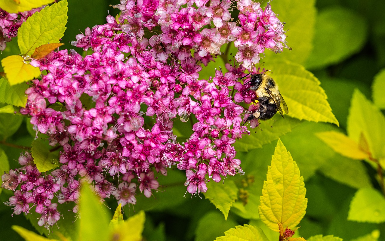 Venkovní keř - Spiraea vanhouffei bílá - Tavolník 2.jakost