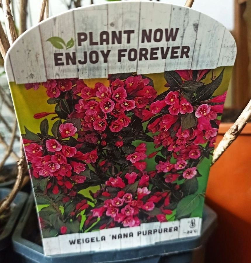 Venkovní keř - Weigela florida Nana Purpurea - Vajgélie květnatá