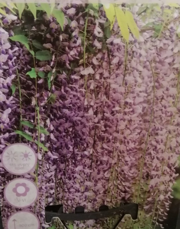 Vistárie - Wisteria sinensis Naga noda - růžová