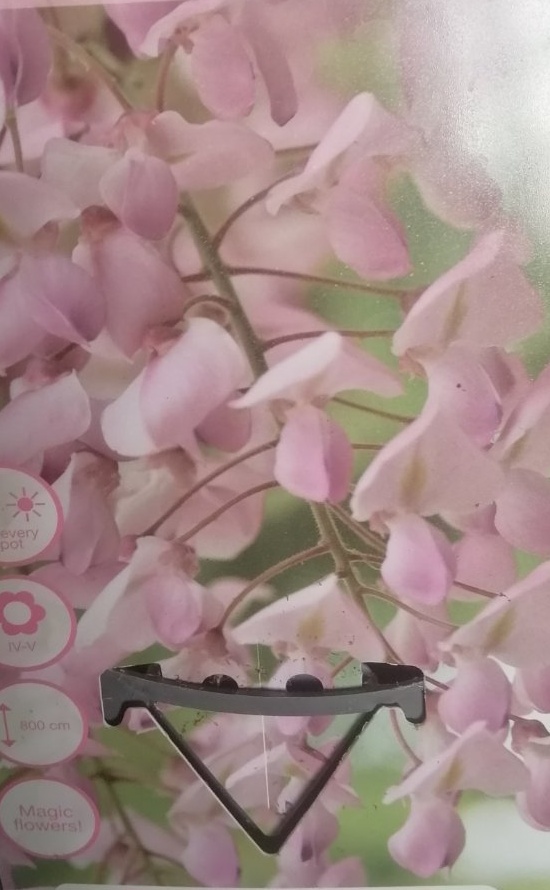 Vistárie - Wisteria floribunda rosea