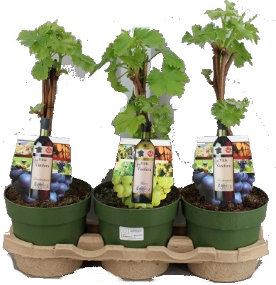 vitis-vinifera-bily 