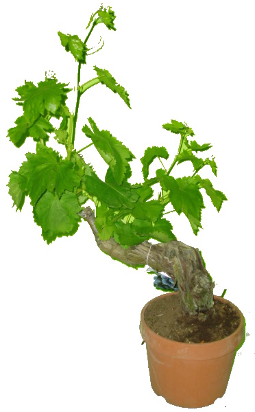Vitis vinifera - velmi starý kmen malý