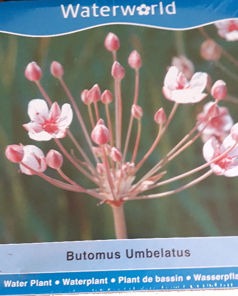 Vodní rostliny - Botomus Umbellatus (Šmel okoličnatý)