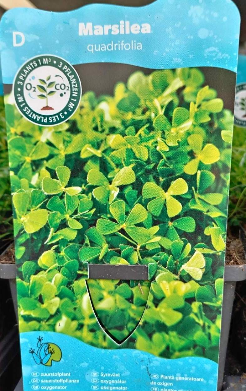 Vodní rostliny - Marsilea quadrifolia - (Vodní čtyřlístek)