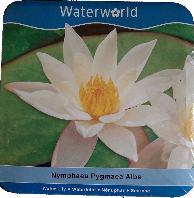 Vodní rostliny - Nymphaea Pygmaea Alba (Leknín bílý) - box