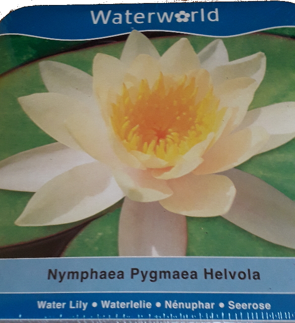 Vodní rostliny - Nymphaea Pygmaea Helvola (Leknín žlutý) - box