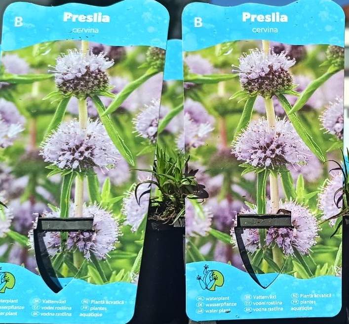 Vodní rostliny - Preslia Cervina