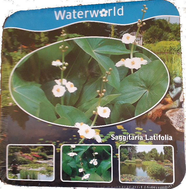 Vodní rostliny - Sagittaria Latifolia (Šípatka širolistá) - box