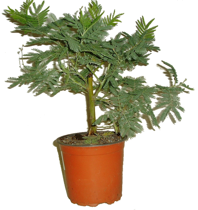 CITLIVKA - MIMOSA PUDICA CITLIVKA - MIMOSA PUDICA