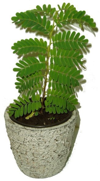 TAMARIND INDICKÝ – TAMARINDUS INDICA TAMARIND INDICKÝ – TAMARINDUS INDICA