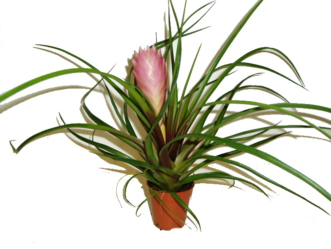 Tilandsia Tilandsia