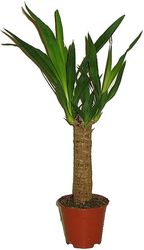 JUKA OBROVSKÁ – YUCCA ELEPHANTIPES 