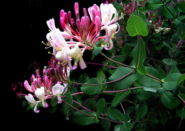 Zimolez - Lonicera zimolez 2903562 960 720