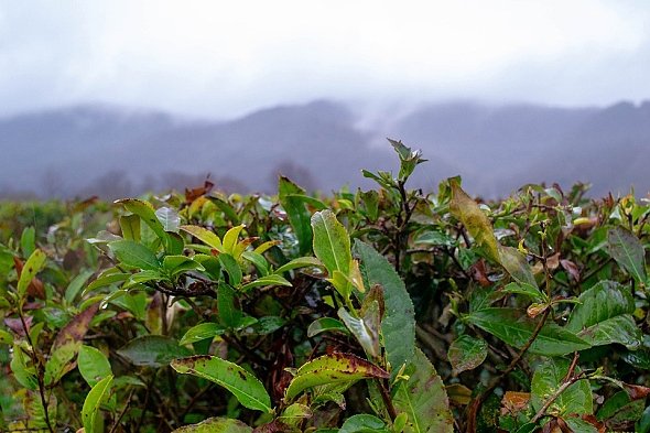 ČAJOVNÍK- CAMELLIA SINENSIS ČAJOVNÍK- CAMELLIA SINENSIS