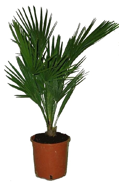 ŽUMARA - CHAMAEROPS HUMILIS ŽUMARA - CHAMAEROPS HUMILIS